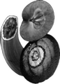 Thumbnail for version as of 17:24, 23 August 2023